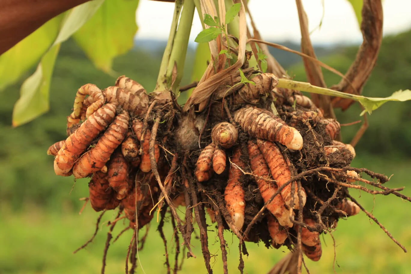 Organic Turmeric Ginger Tea