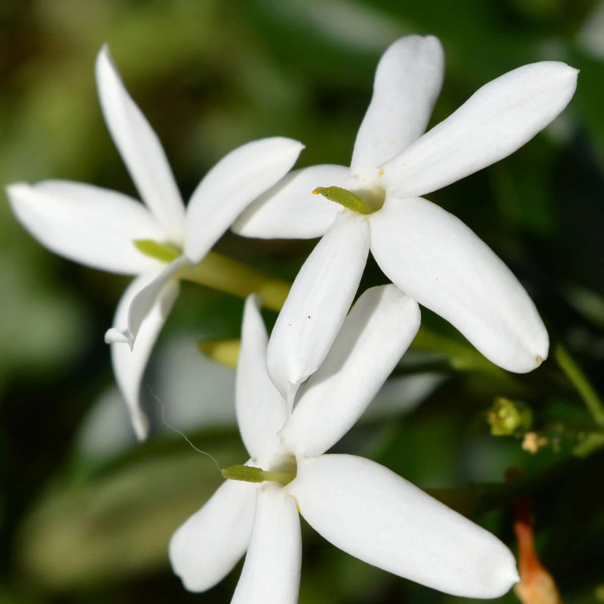 Organic Jasmine Tea